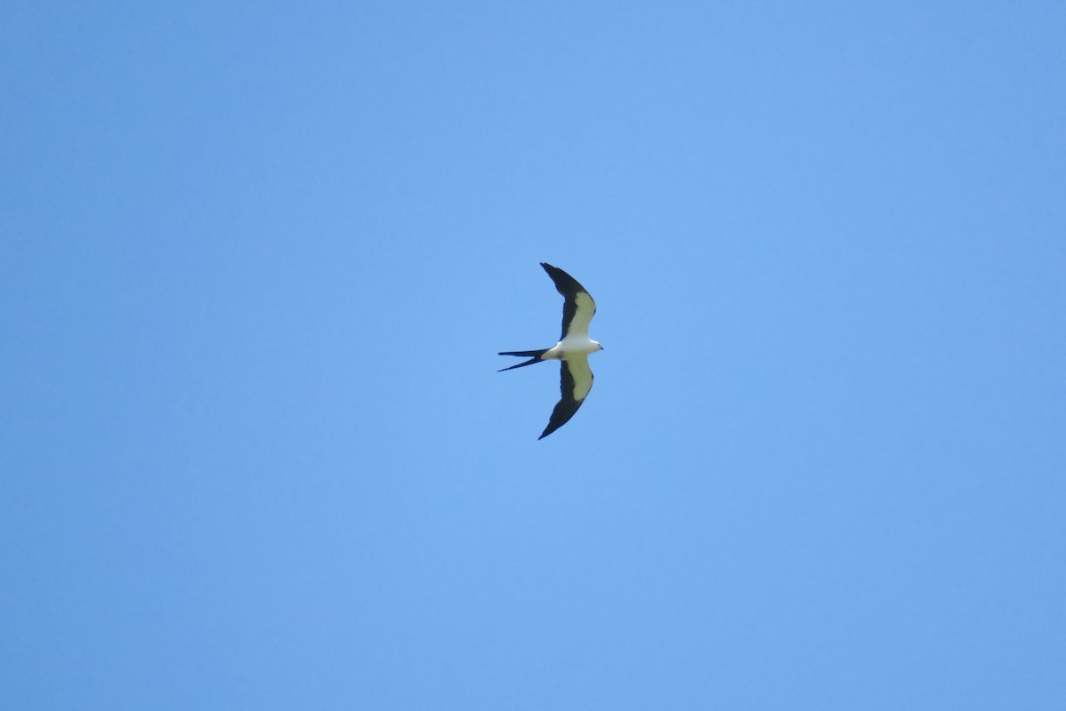 Swallow-tailed Kite - Rishi Palit