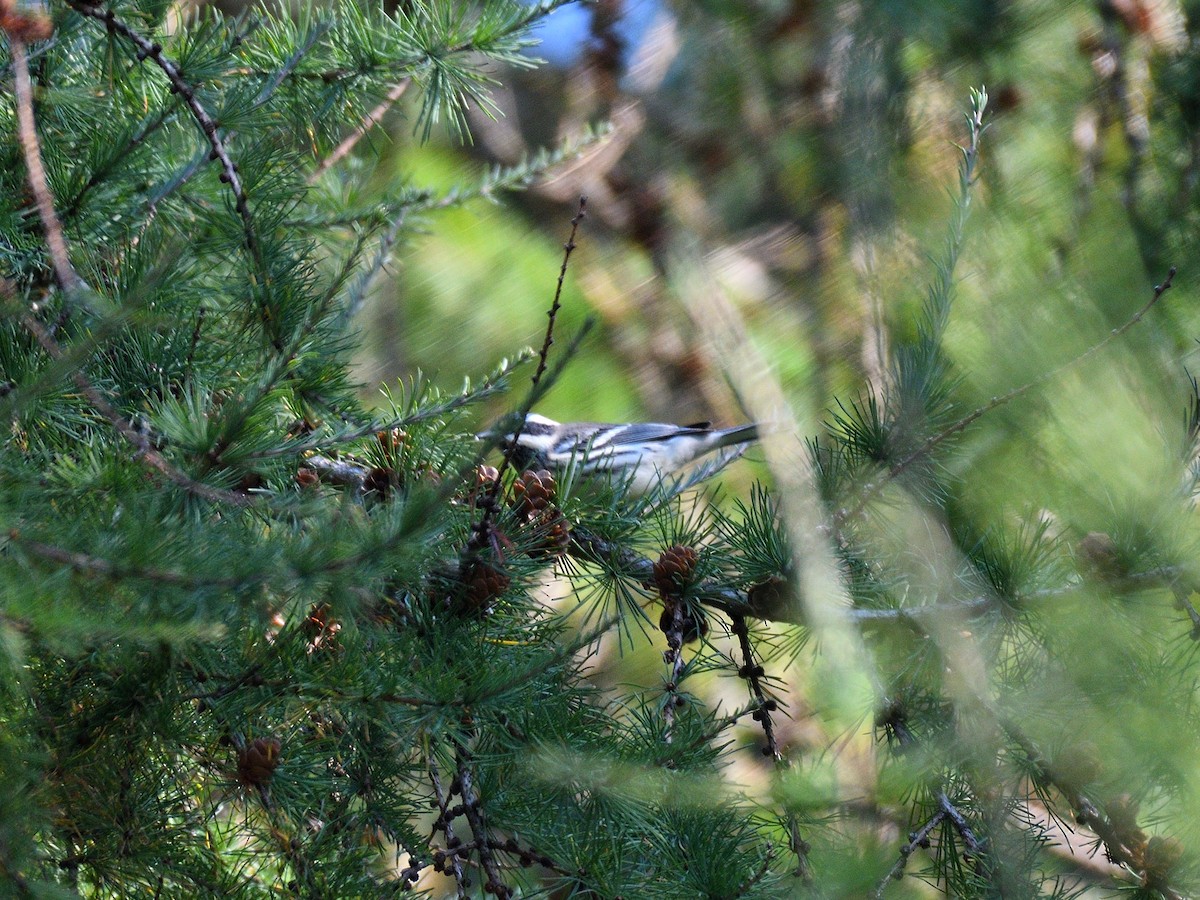 Black-throated Gray Warbler - Hugh Whelan