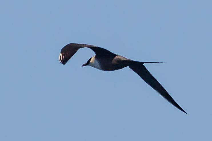 Long-tailed Jaeger - ML114430311