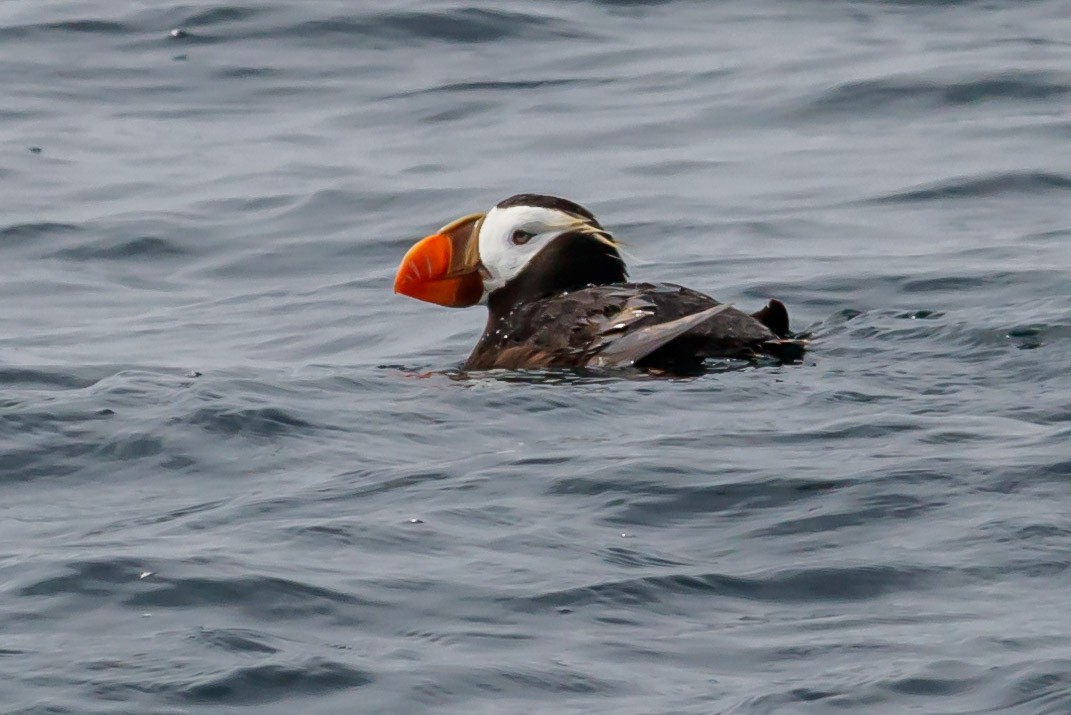 Tufted Puffin - ML114430371