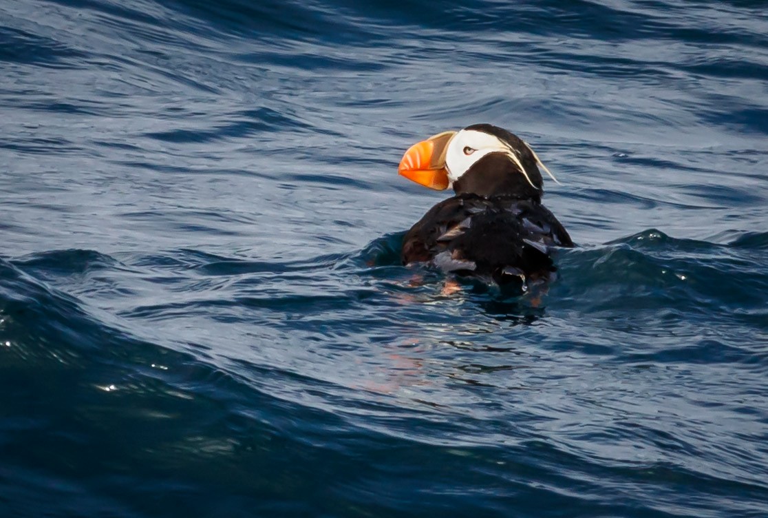 Tufted Puffin - ML114430401