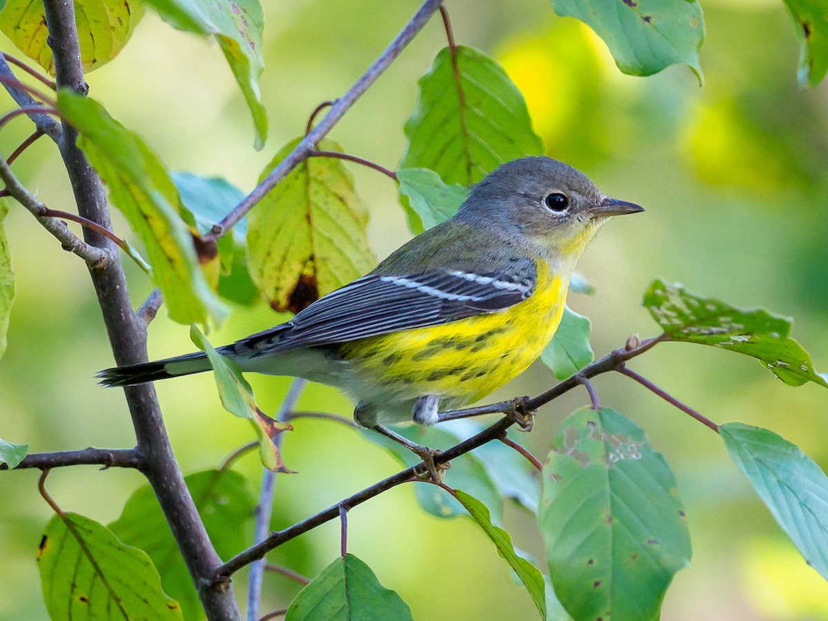 Magnolia Warbler - Greg Drawbaugh