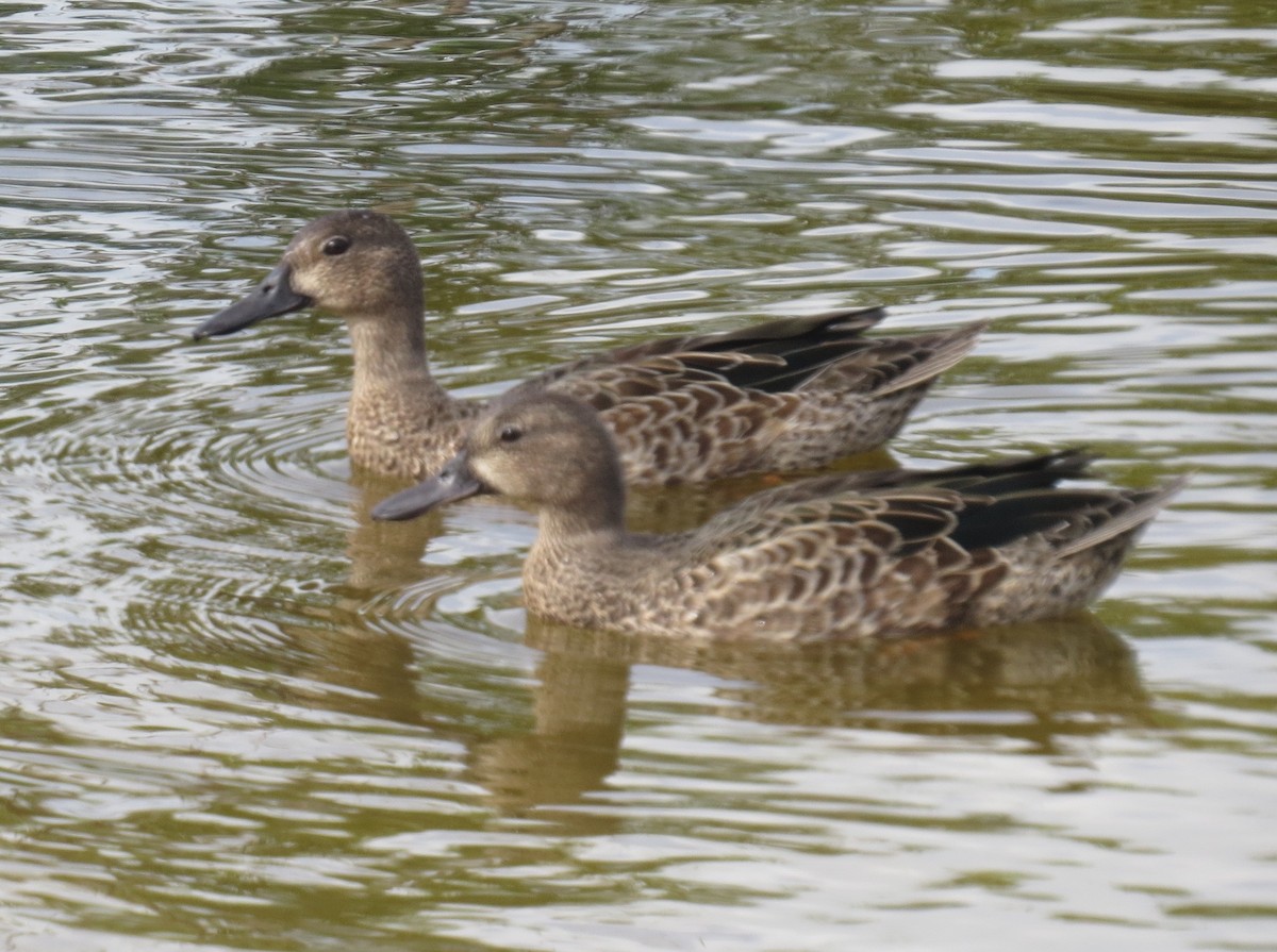 Blue-winged Teal - ML114435891