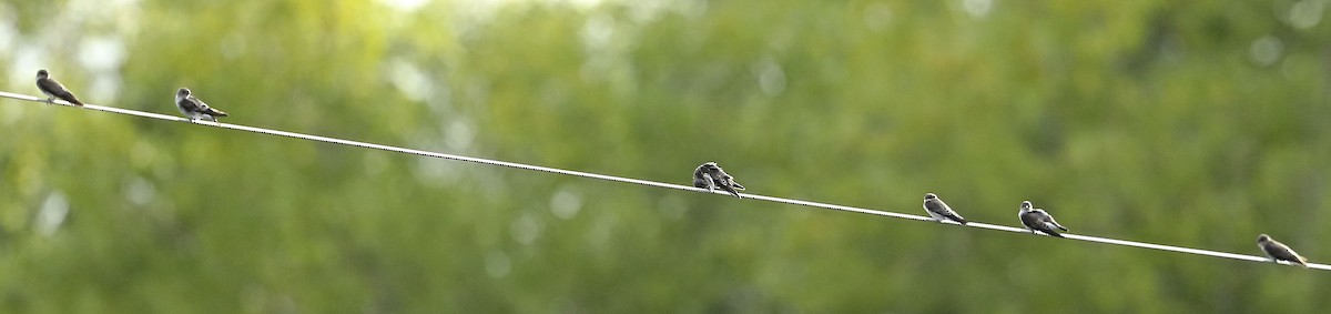Northern Rough-winged Swallow - ML114436111