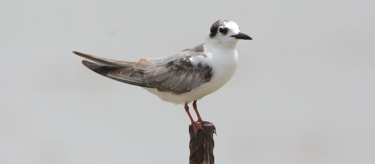 White-winged Tern - Taylor Abbott
