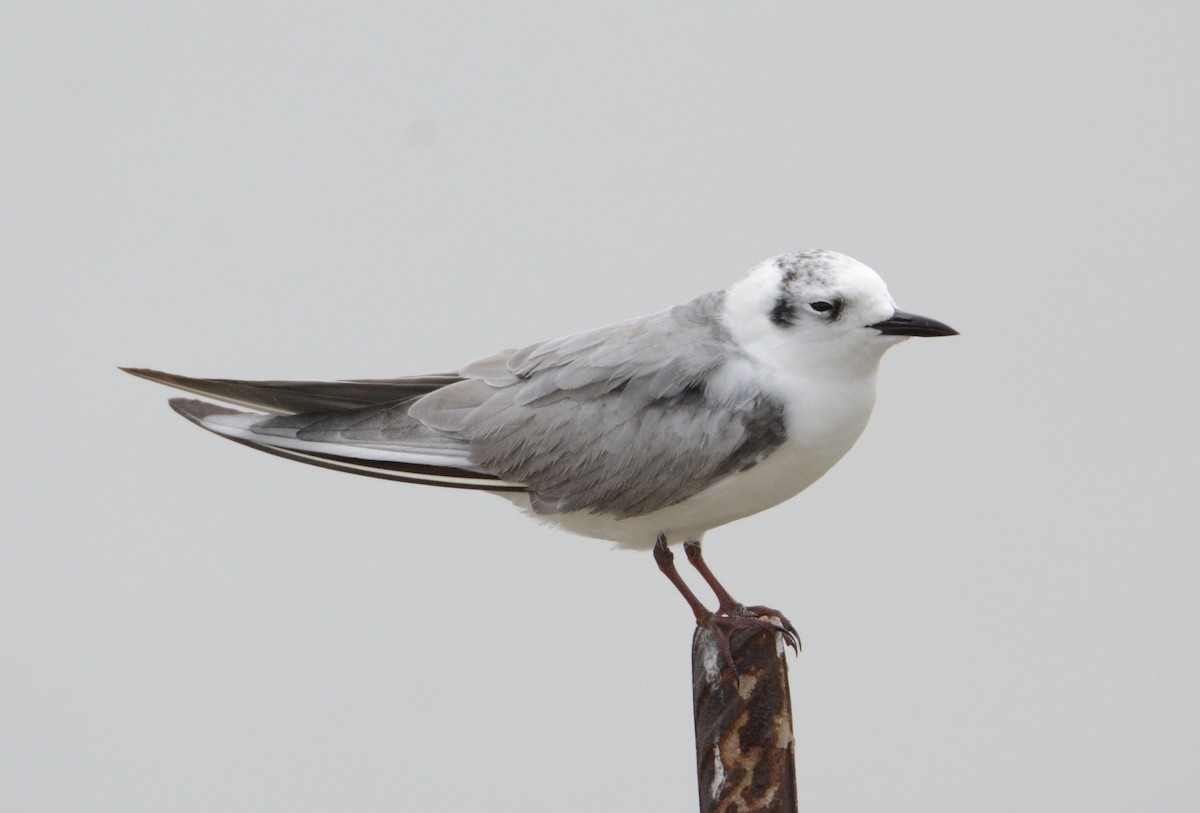 White-winged Tern - Taylor Abbott