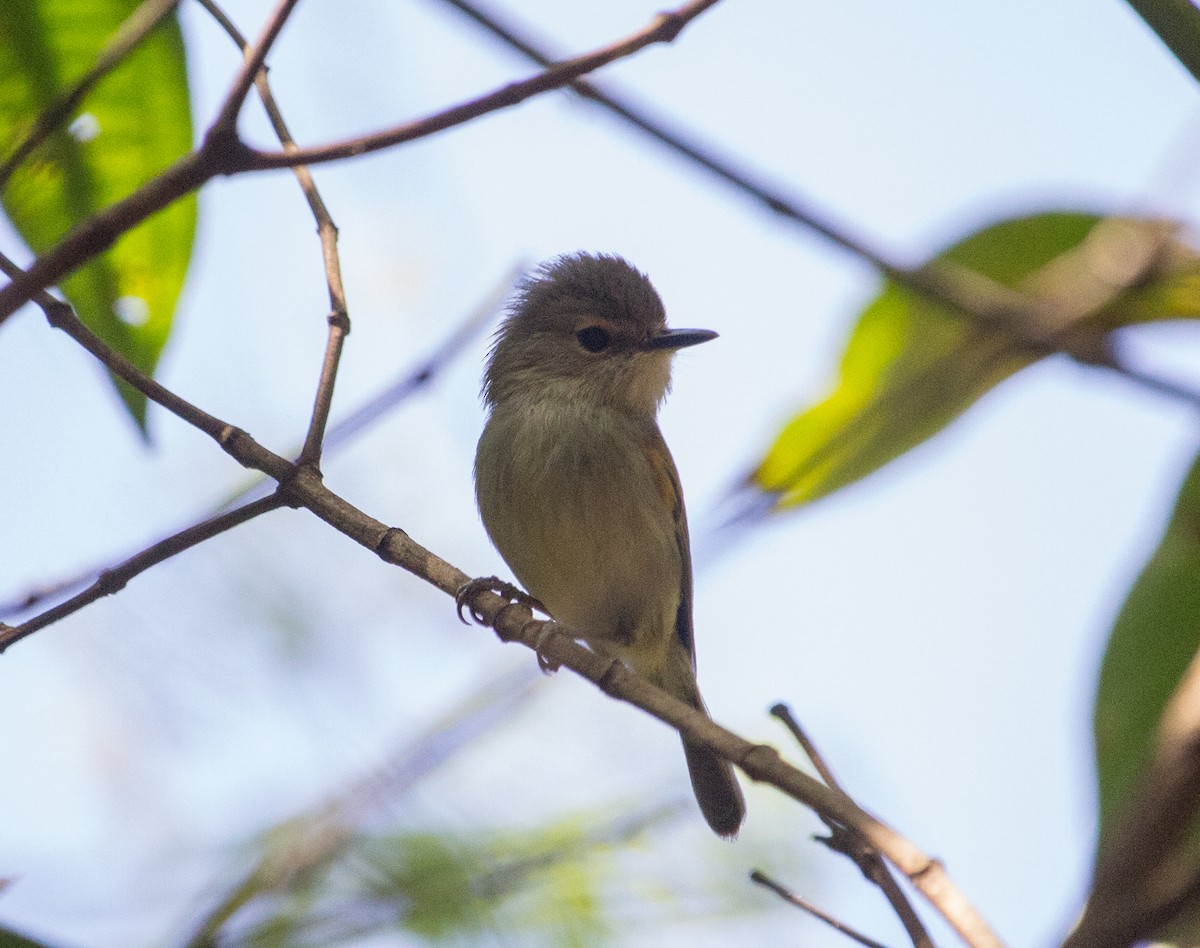 Rusty-fronted Tody-Flycatcher - ML114436461