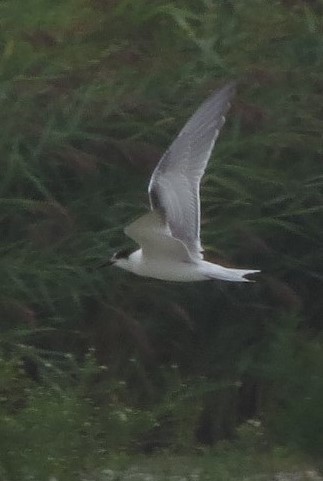 Common Tern - Karen Hass