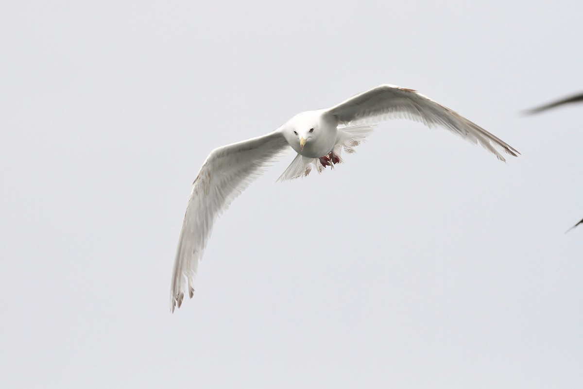 Herring x Glaucous-winged Gull (hybrid) - ML114441921