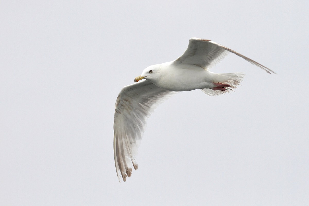 Herring x Glaucous-winged Gull (hybrid) - ML114441961