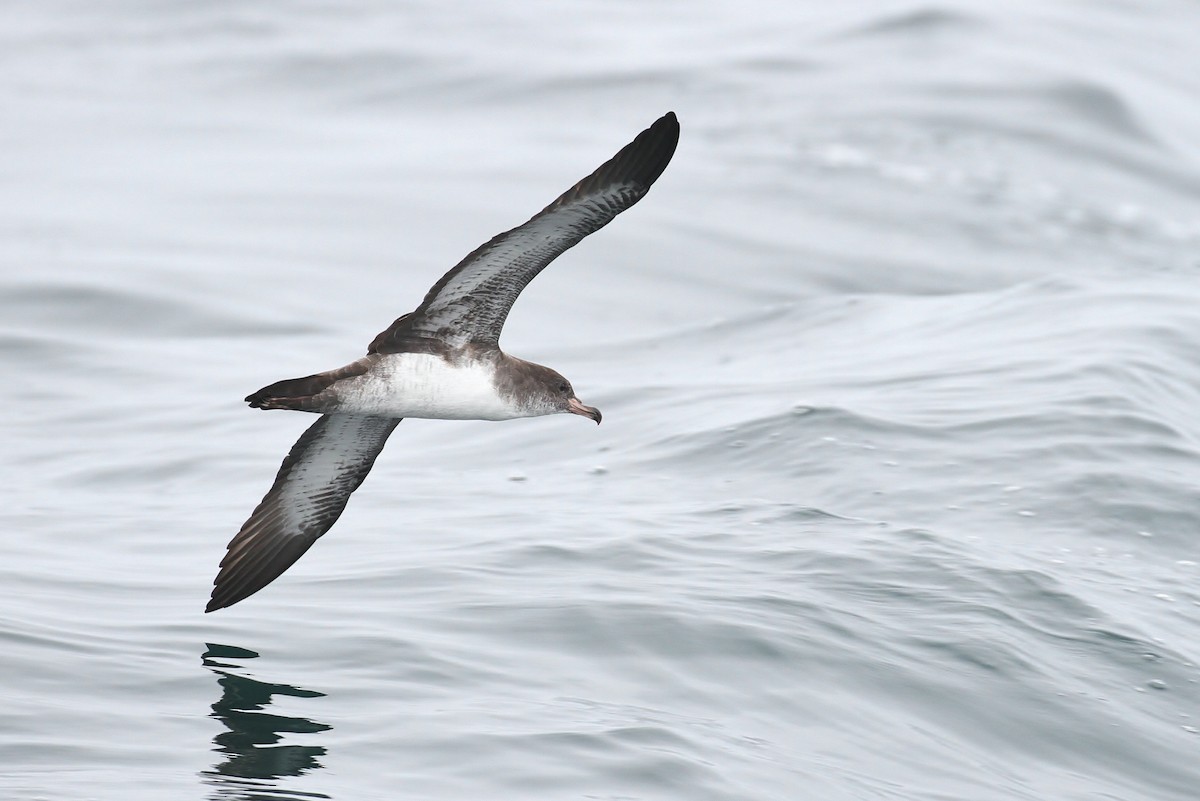 Pink-footed Shearwater - ML114442001