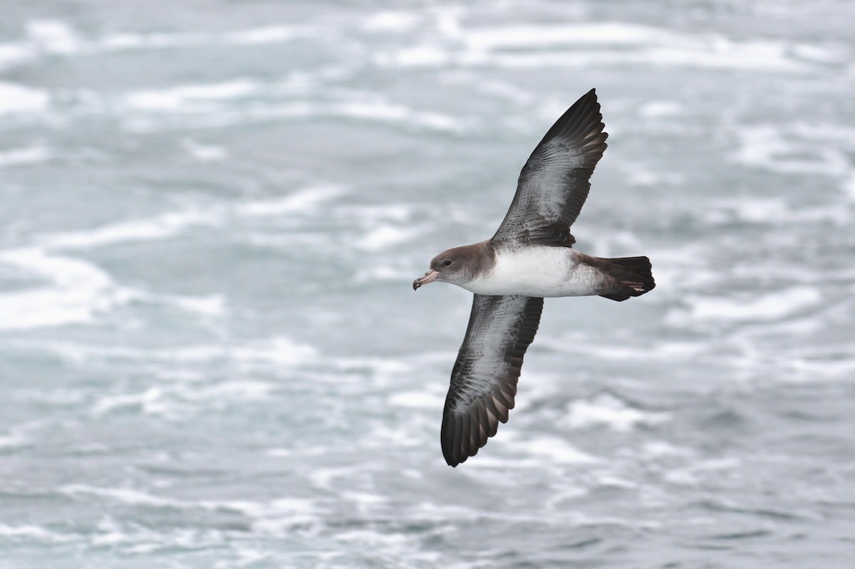 Pink-footed Shearwater - ML114442011