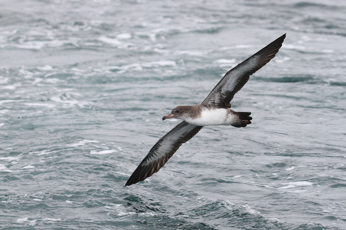 Pink-footed Shearwater - ML114442021