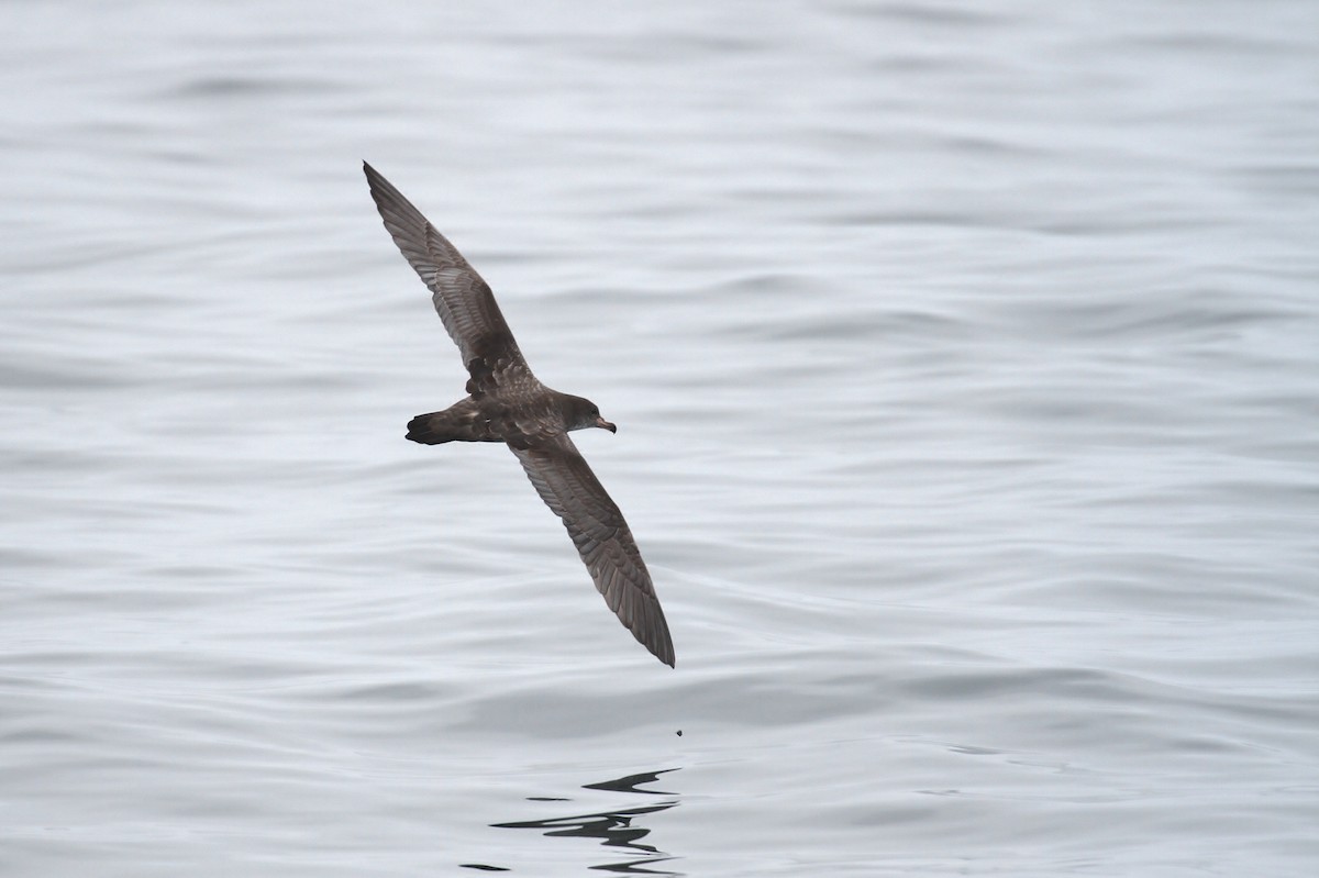 Pink-footed Shearwater - ML114442051