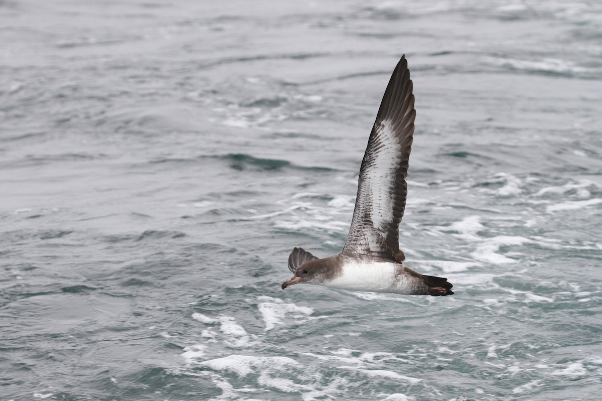 Pink-footed Shearwater - ML114442061