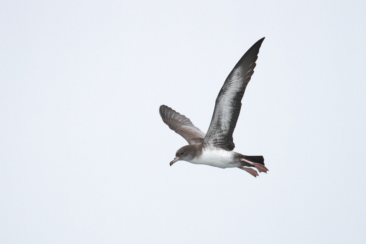 Pink-footed Shearwater - Alex Lamoreaux