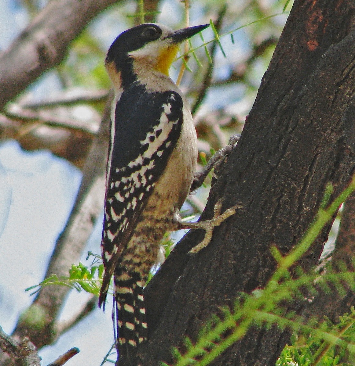 White-fronted Woodpecker - Hugo Hulsberg