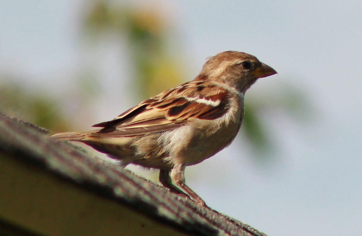 House Sparrow - Tim F