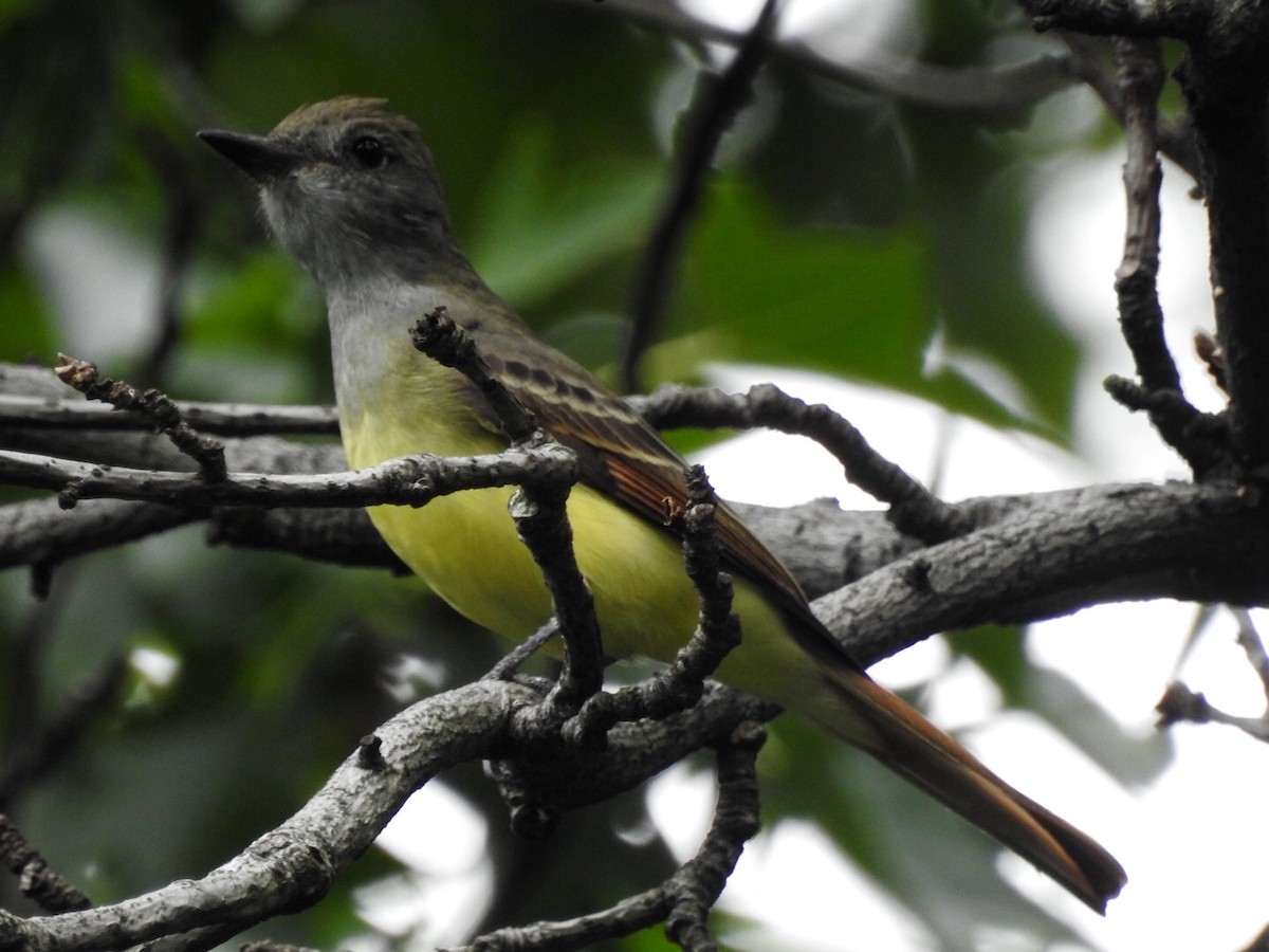 Great Crested Flycatcher - ML114443491