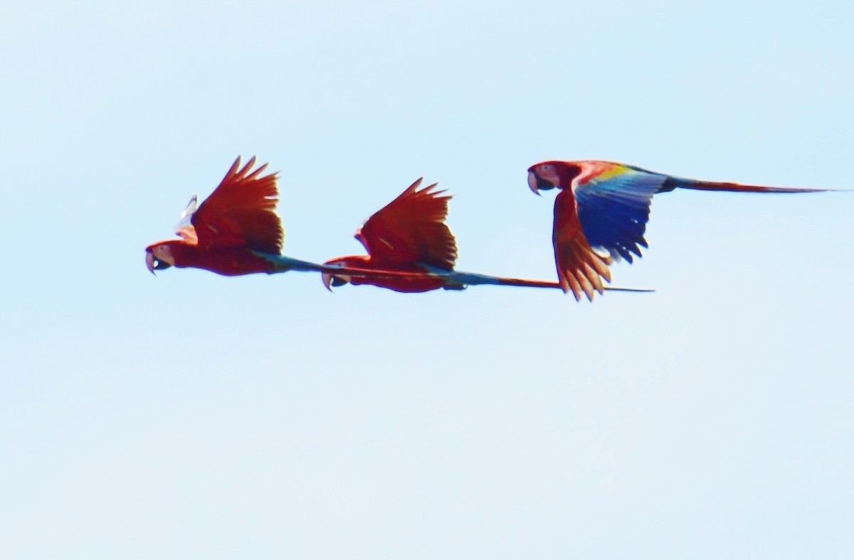 Red-and-green Macaw - John & Linda Prentice/Gindler