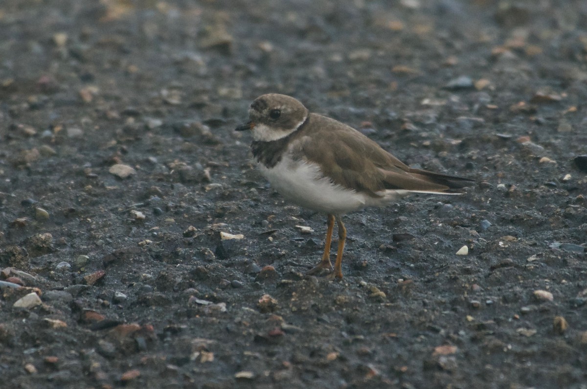 Semipalmated Plover - ML114443891