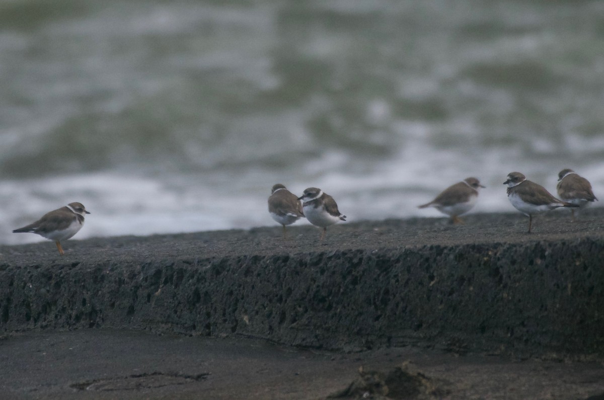 Semipalmated Plover - ML114444071