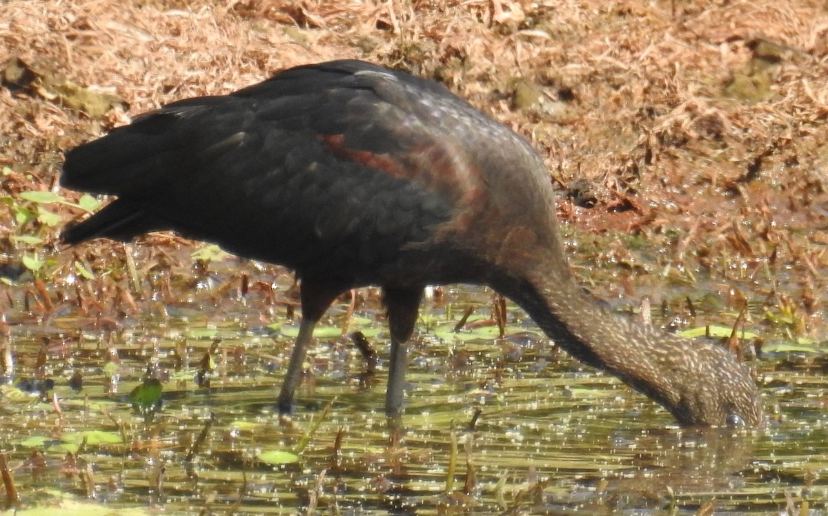 ibis hnědý - ML114446381