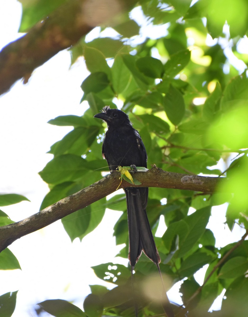 Greater Racket-tailed Drongo - ML114450091