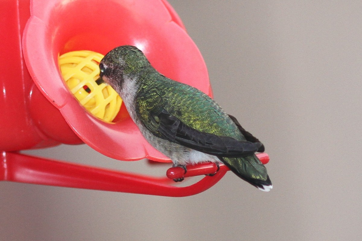 Ruby-throated Hummingbird - Aaron Driscoll