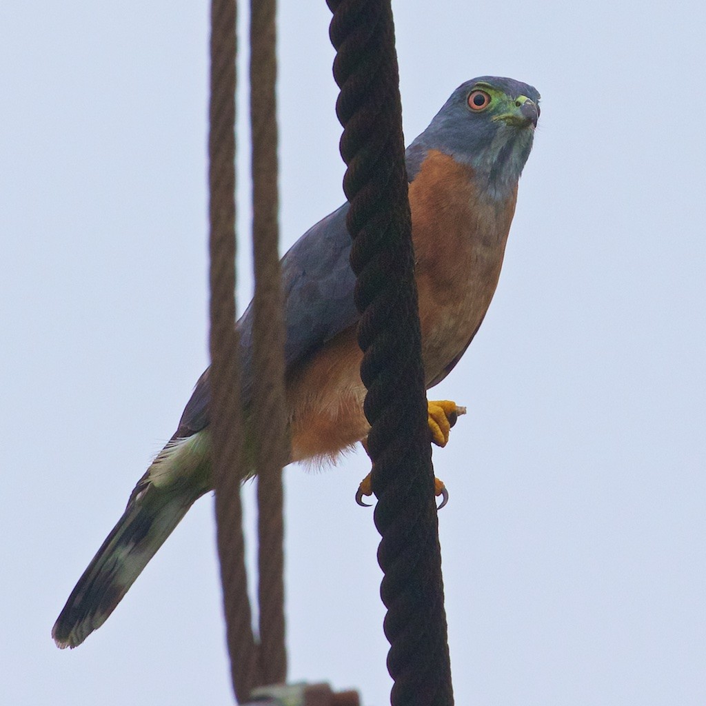 Double-toothed Kite - Ed Harper