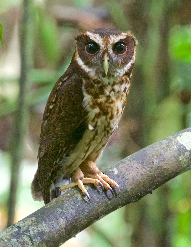 Mottled Owl - Ed Harper