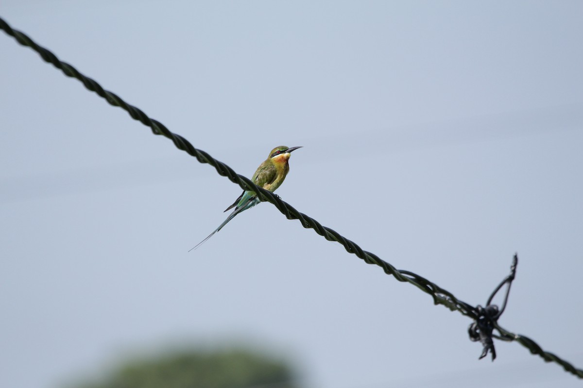 Blue-tailed Bee-eater - Sourav Das