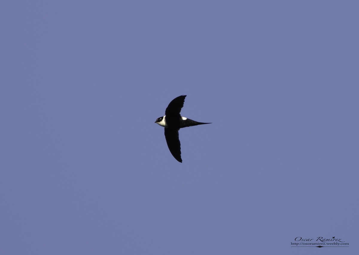 Lesser Swallow-tailed Swift - Oscar Ramirez Alan