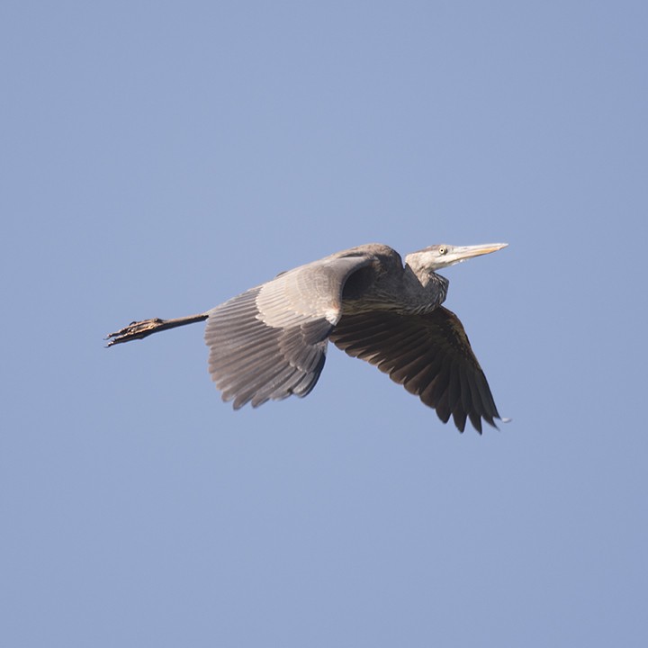Great Blue Heron - Chris Neri