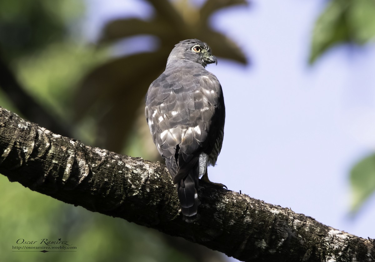 Double-toothed Kite - ML114453011