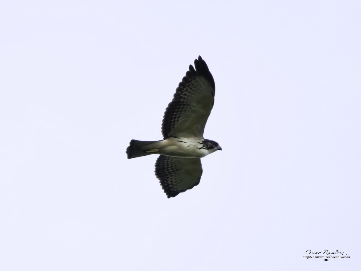 Short-tailed Hawk - ML114453331