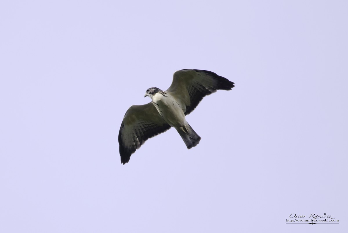Short-tailed Hawk - Oscar Ramirez Alan