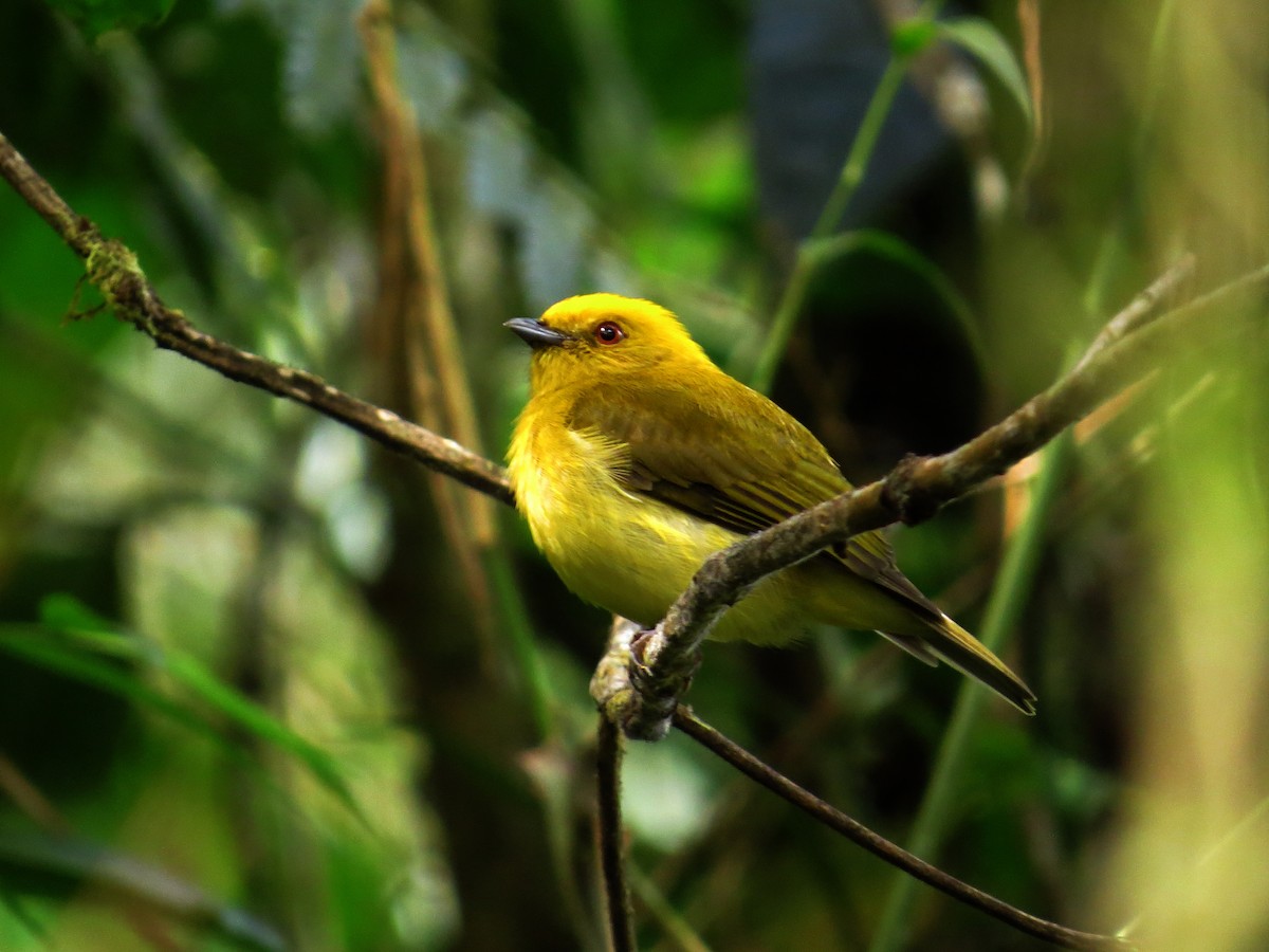Yellow-headed Manakin - Julian Zuleta (Organización Ambiental Vida silvestre)