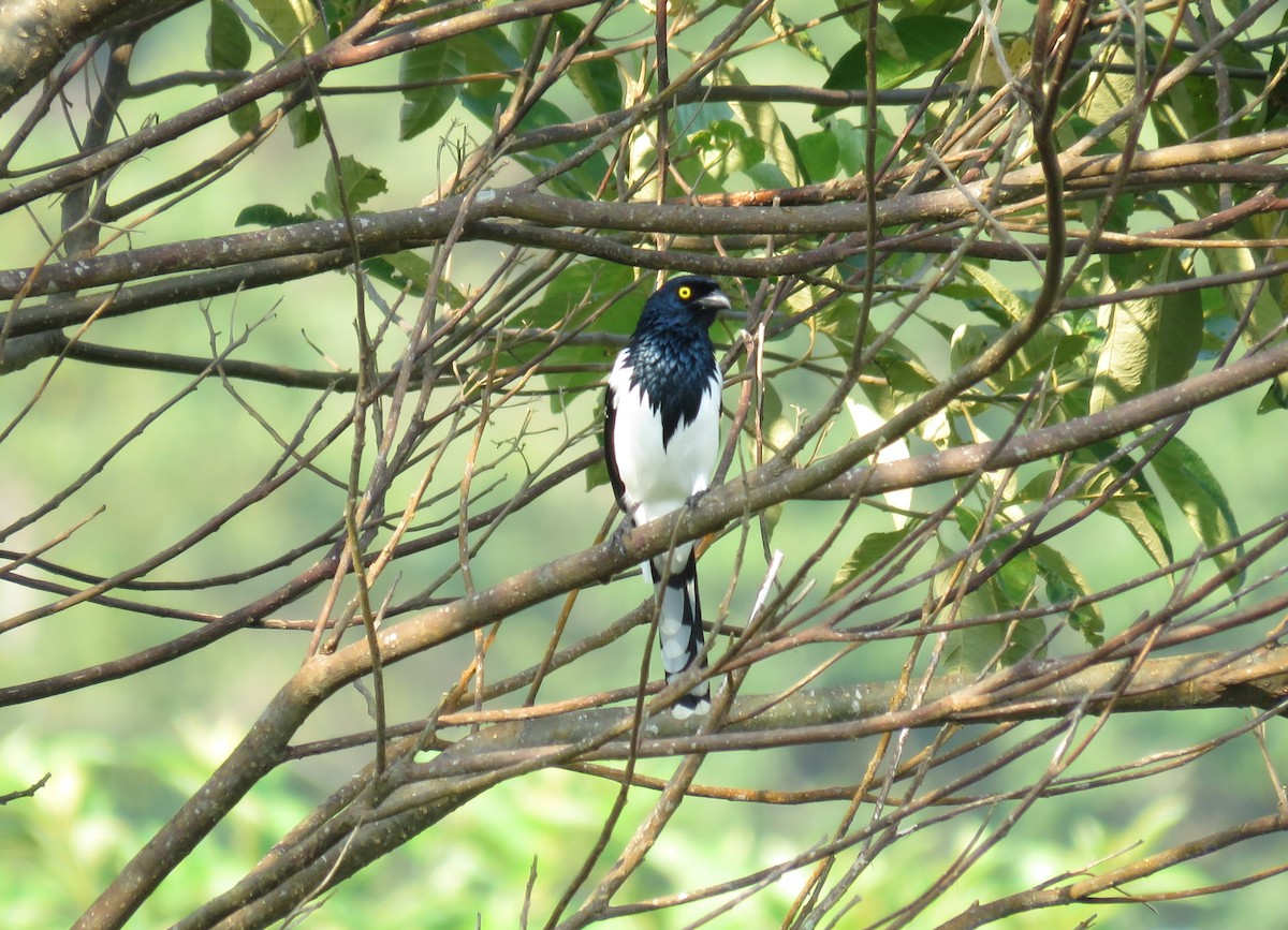 Magpie Tanager - ML114454141