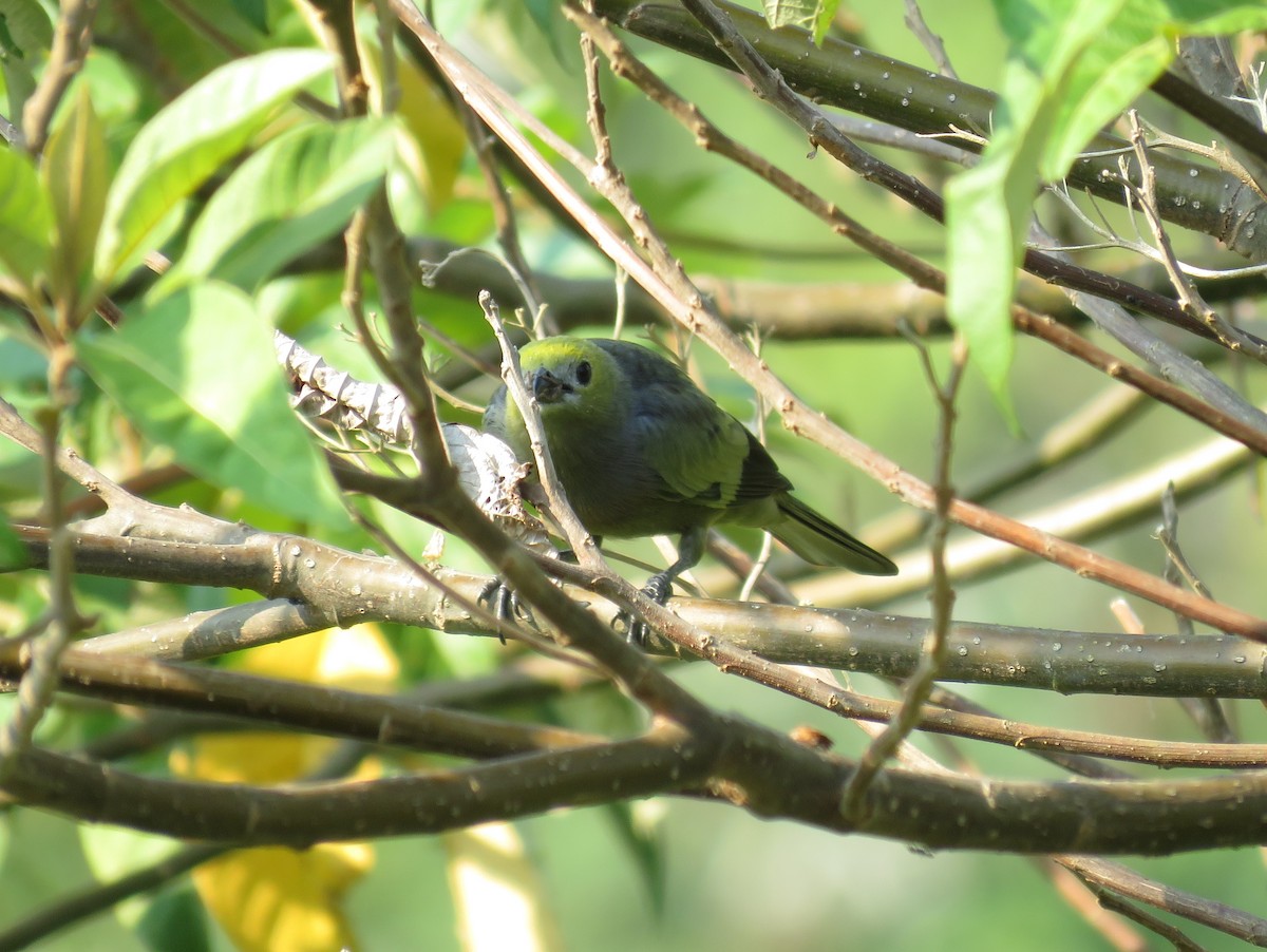 Palm Tanager - ML114454191