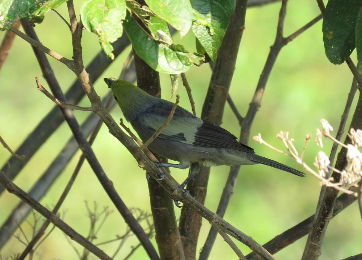 Palm Tanager - ML114454221