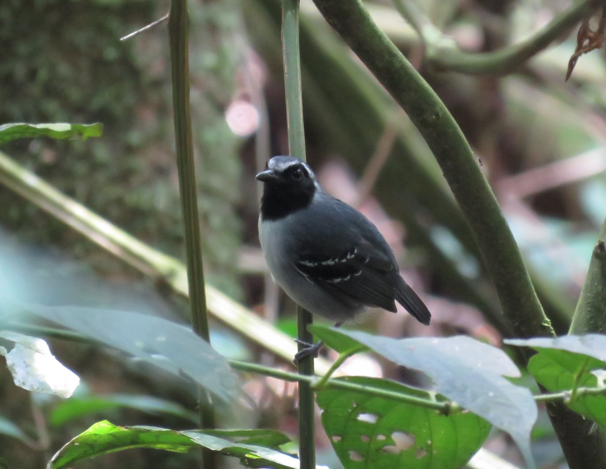 Black-faced Antbird - ML114457331