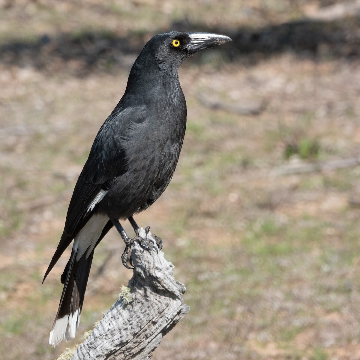 Pied Currawong - ML114463311