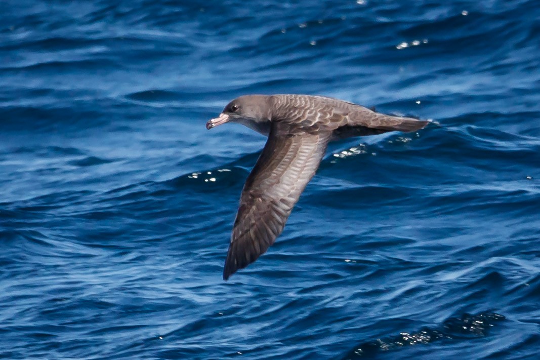 Pink-footed Shearwater - ML114463601