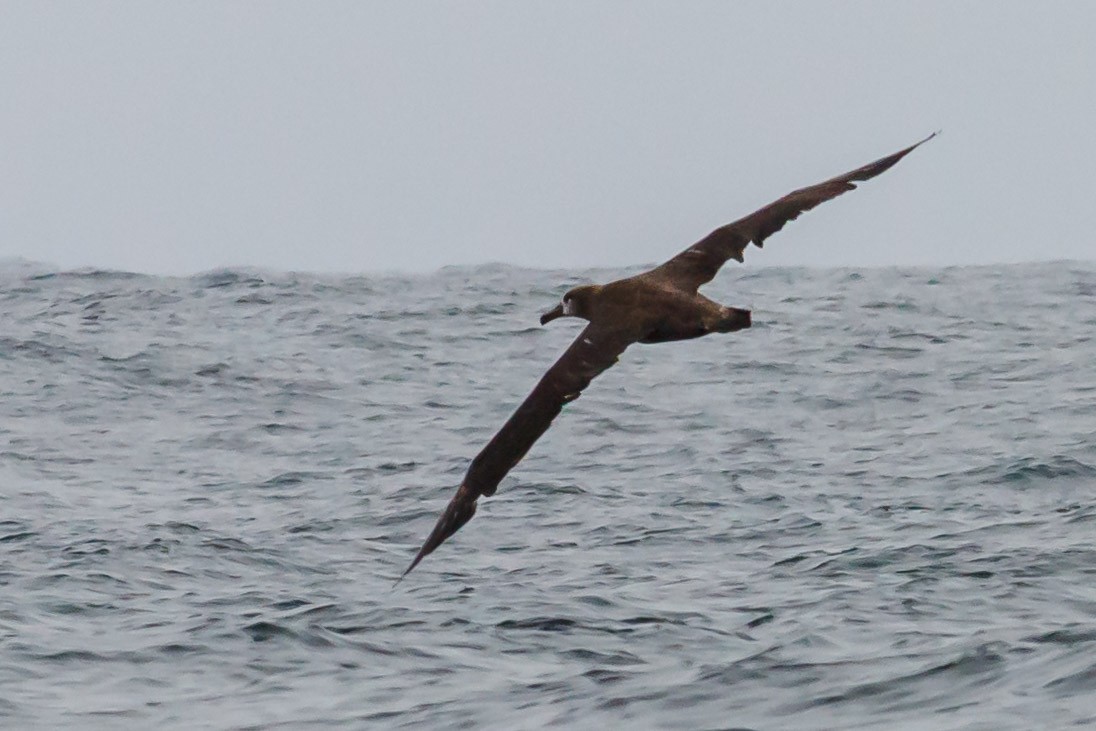 Albatros à pieds noirs - ML114463661