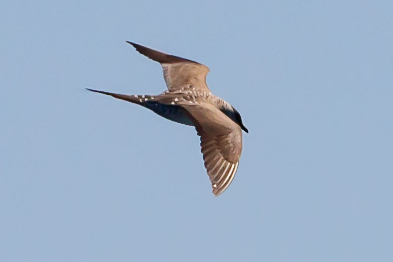 Long-tailed Jaeger - ML114463671