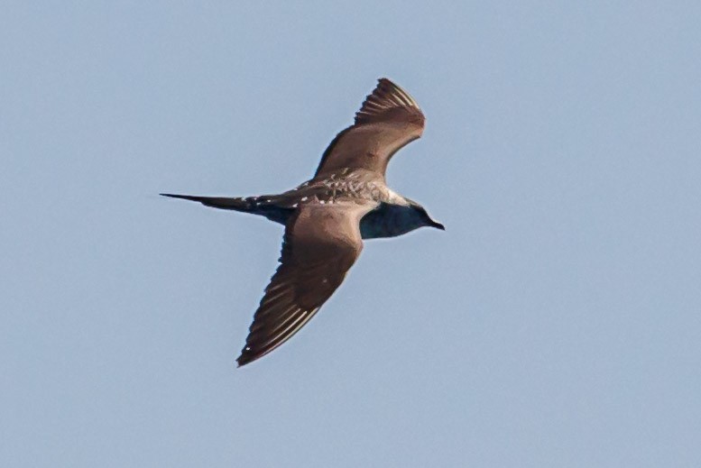Long-tailed Jaeger - ML114463691