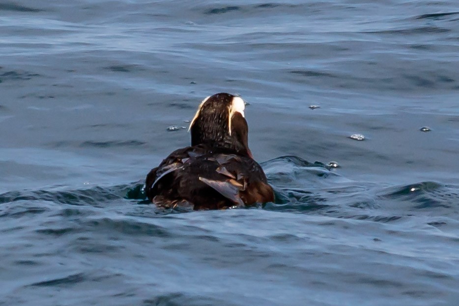 Tufted Puffin - ML114463701