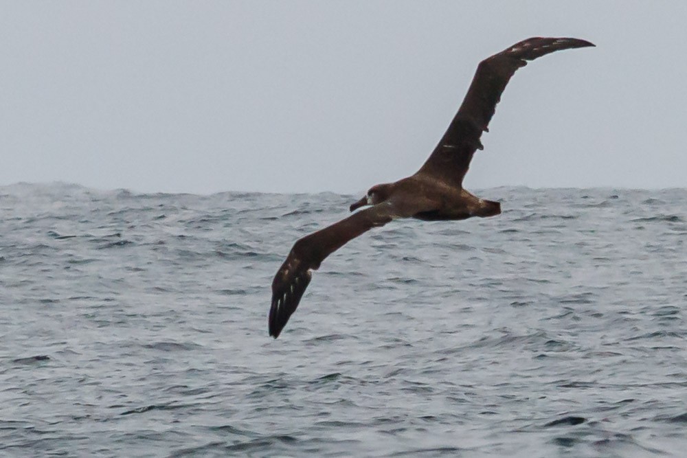 Albatros à pieds noirs - ML114463861