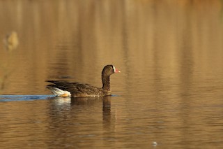 Lesser White-fronted Goose, ML114467561